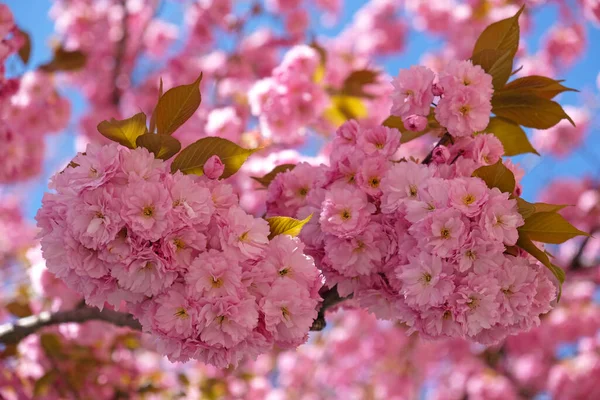 Spring Flowers Banner. Branch of blooming pink flowers of Sakura tree in early spring. Amazing natural floral spring banner or greeting card, postcard, poster. — Stock Photo, Image