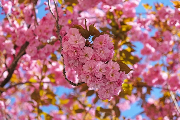 Spring Flowers Banner. Branch of blooming pink flowers of Sakura tree in early spring. Amazing natural floral spring banner or greeting card, postcard, poster. — Stock Photo, Image