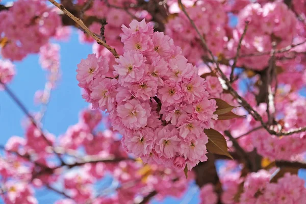 Spring Flowers Banner Branch Blooming Pink Flowers Sakura Tree Early — Stock Photo, Image