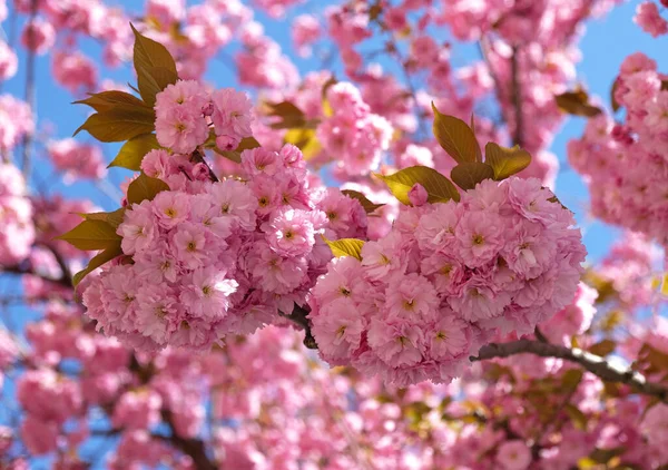 Spring Flowers Banner. Branch of blooming pink flowers of Sakura tree in early spring. Amazing natural floral spring banner or greeting card, postcard, poster. Imagen de archivo