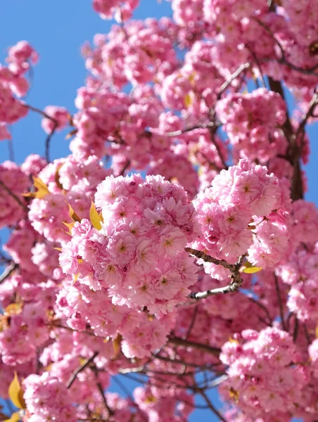 Spring Flowers Banner Branch Blooming Pink Flowers Sakura Tree Early — Stock Photo, Image