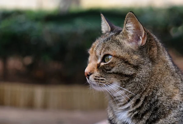 Portrait Gros Plan Visage Chat Rayé Profil Museau Chat Rayé — Photo