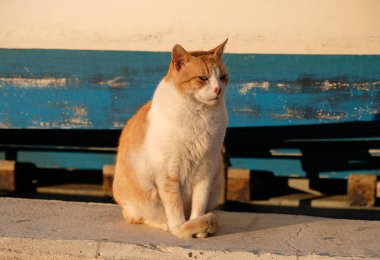 Beyaz-kırmızı steyşın kedi eski bir ahşap teknenin arka planında oturur. Kedi güneşte kestiriyor. Sarı gözlü bir kedinin ağzı, uzun beyaz bir bıyık, pembe bir burun ve parlak bir palto.. 