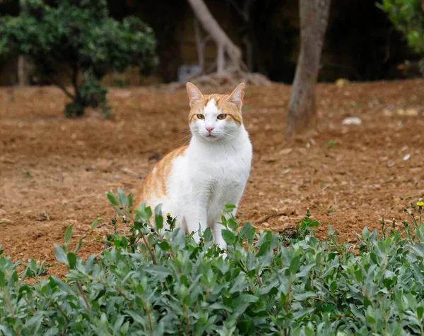 White Red Shorthair Cat Sits Grass Cat Looks Away Muzzle — Fotografia de Stock