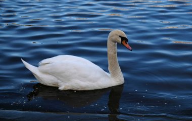 Turuncu gagalı beyaz kuğular ve ördekler mavi su arka planında gölde yüzerler. Vahşi kuş ve suda yansıması olan sihirli bir manzara..