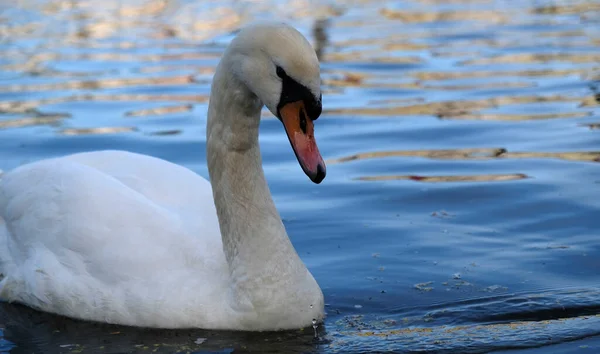 White Swans Orange Beak Ducks Swim Lake Blue Water Background — Foto de Stock