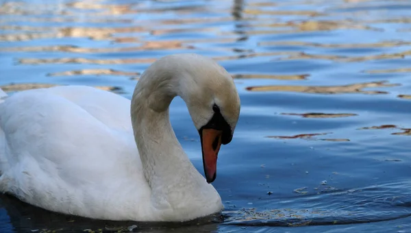 Cisnes Blancos Con Pico Naranja Patos Nadan Lago Sobre Fondo —  Fotos de Stock