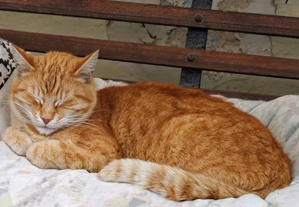 Egy Közeli Kép Vörös Hajú Macskáról Macska Szunyókál Narancssárga Macska — Stock Fotó