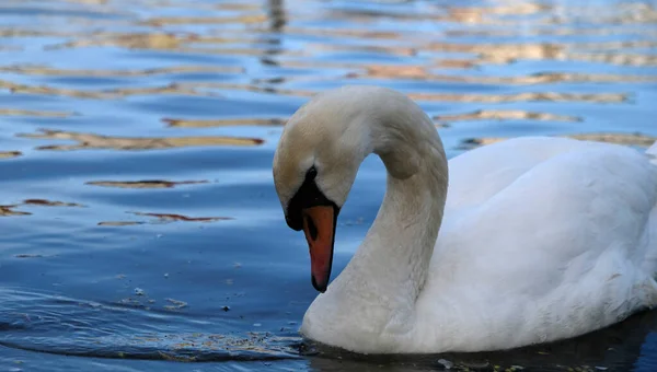 Cisnes Blancos Con Pico Naranja Patos Nadan Lago Sobre Fondo —  Fotos de Stock