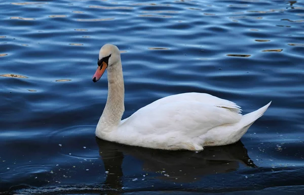White Swans Orange Beak Ducks Swim Lake Blue Water Background — Stock Fotó