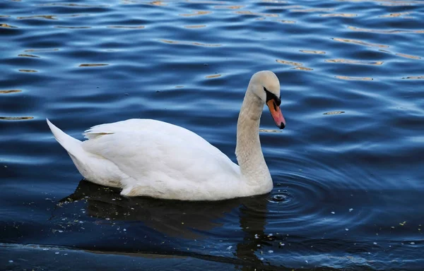 White Swans Orange Beak Ducks Swim Lake Blue Water Background — стоковое фото