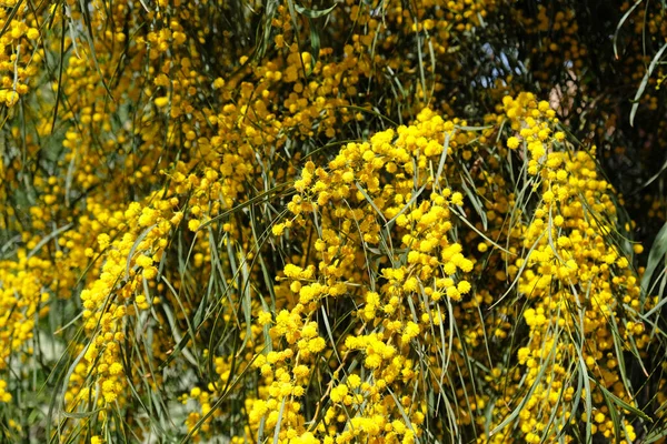 Гілка Квітучих Жовтих Квітів Мімози Ранньою Весною Дивовижний Природний Квітковий — стокове фото