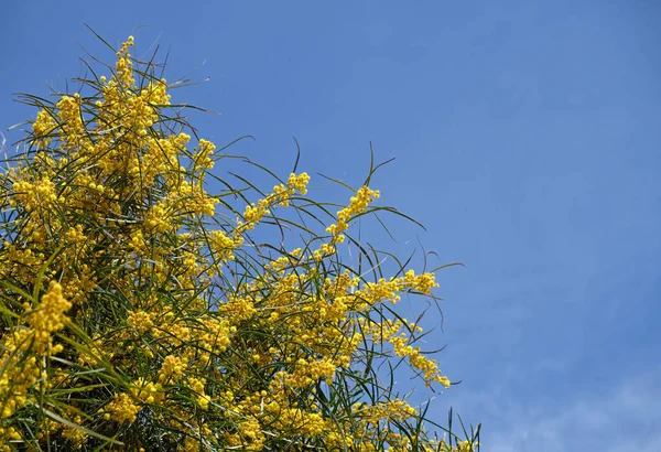 Branch Blooming Yellow Flowers Mimosa Tree Early Spring Amazing Natural — 图库照片