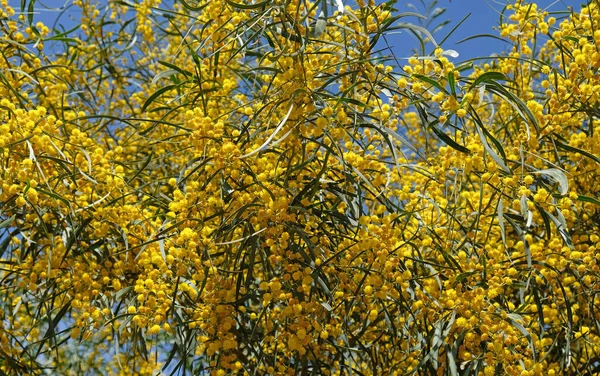 Branch Blooming Yellow Flowers Mimosa Tree Early Spring Amazing Natural — 图库照片