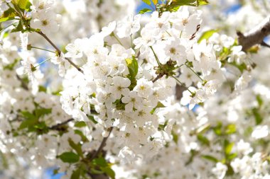 İlkbaharın başlarında açan kiraz eriği ağacından bir dal. İnanılmaz doğal bahar afişi ya da tebrik kartı, kartpostal, poster. Seçici odak