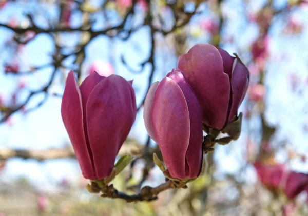 Pink Magnolia Buds Unopened Flowers Flowering Trees Early Spring — стоковое фото