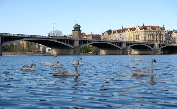 Cisnes Brancos Com Bico Laranja Patos Nadam Lago Fundo Ponte — Fotografia de Stock