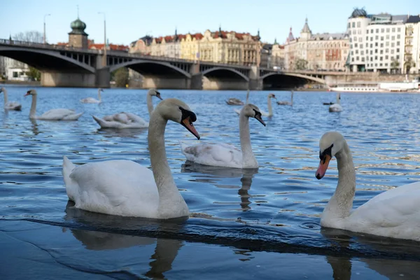 White Swans Orange Beak Ducks Swim Lake Background Bridge Prague — Stock Photo, Image