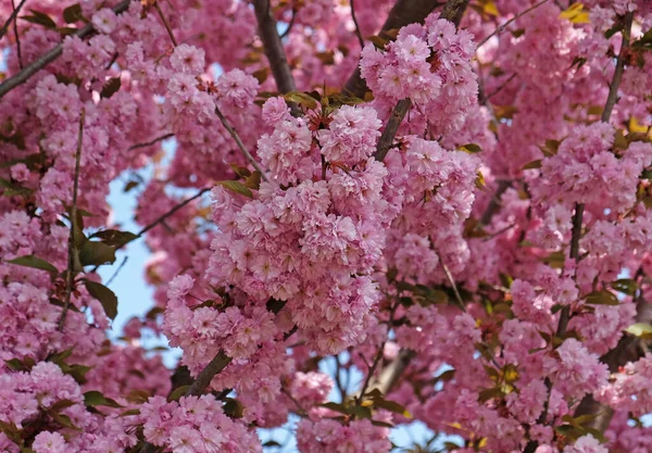 Spring Flowers Banner Branch Blooming Pink Flowers Sakura Tree Early — Stock Photo, Image