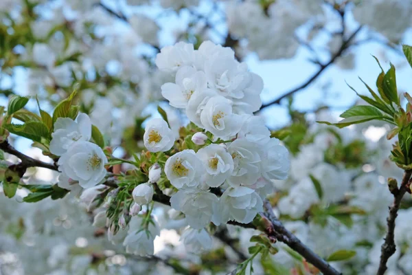 Lkbaharın Başlarında Açan Kiraz Eriği Ağacından Bir Dal Nanılmaz Doğal — Stok fotoğraf