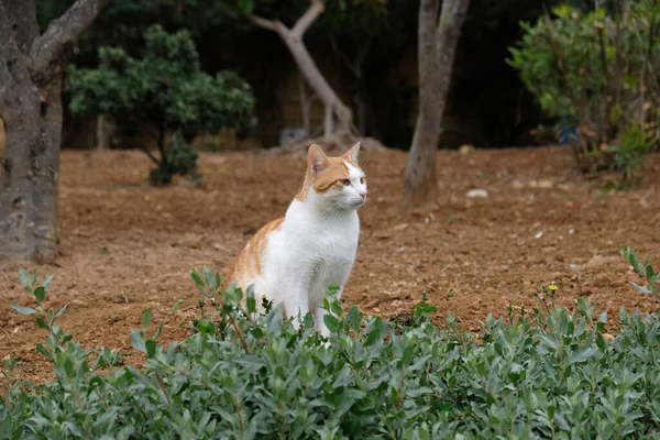 White Red Shorthair Cat Sits Grass Cat Looks Away Muzzle — Φωτογραφία Αρχείου