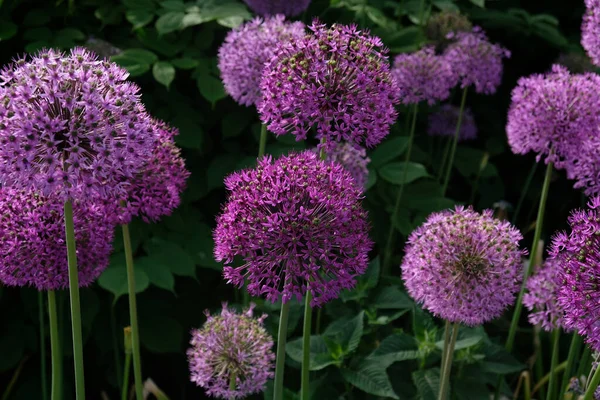 Purple Giant Onion Blooming Field Allium Ornamental Onion Few Balls — Stock Photo, Image