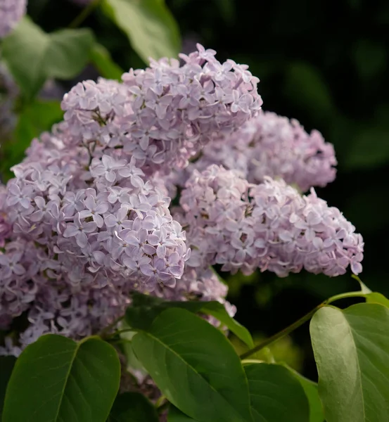Inflorescences Lilac Branch Green Leaves Beautiful Flowering Purple Flowers Lilac — Stock Photo, Image