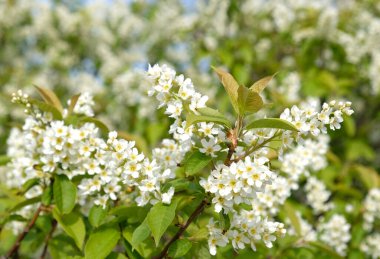 Beautiful Blooming bird cherry bush. Close-up of spring white flowers, abstract soft floral background.