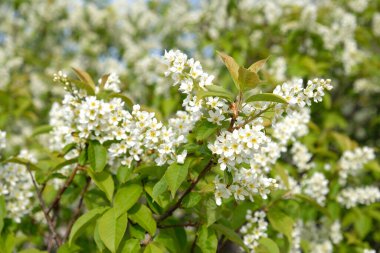 Beautiful Blooming bird cherry bush. Close-up of spring white flowers, abstract soft floral background.