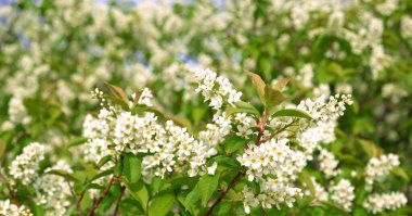 Beautiful Blooming bird cherry bush. Close-up of spring white flowers, abstract soft floral background.