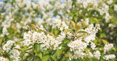 Beautiful Blooming bird cherry bush. Close-up of spring white flowers, abstract soft floral background.