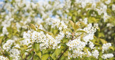 Beautiful Blooming bird cherry bush. Close-up of spring white flowers, abstract soft floral background.