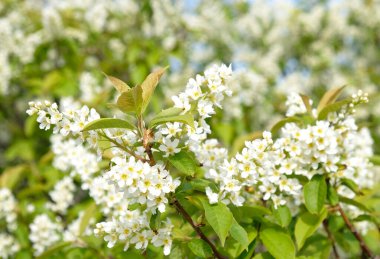 Beautiful Blooming bird cherry bush. Close-up of spring white flowers, abstract soft floral background.