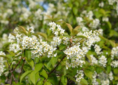 Beautiful Blooming bird cherry bush. Close-up of spring white flowers, abstract soft floral background.