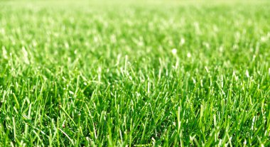 Yeşil çimenleri kapatın, çimenlik bahçesinin doğal yeşil arkaplan dokusu. Yeşil zemin yapmak için ideal konsept, futbol sahası için çimen, çim golf sahaları, yeşil çim desenleri.
