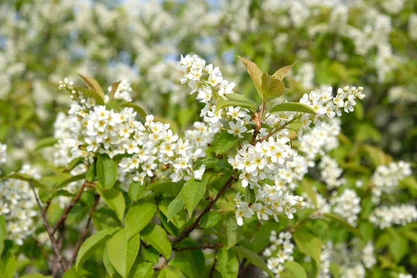 Beautiful Blooming bird cherry bush. Close-up of spring white flowers, abstract soft floral background.