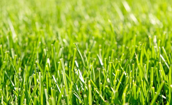 Закрыть Зеленую Траву Естественную Зеленую Текстуру Заднего Сада Идеальная Концепция — стоковое фото