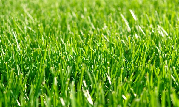 Закрыть Зеленую Траву Естественную Зеленую Текстуру Заднего Сада Идеальная Концепция — стоковое фото