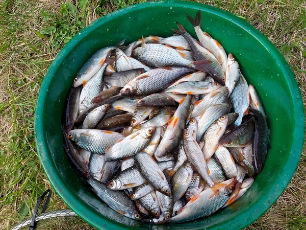 roach fish in the fisherman\'s bucket