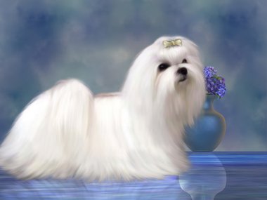 Malta Köpeği