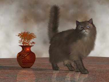 Rufus ev kedisi