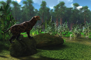 Saber-Tooth Cat Age