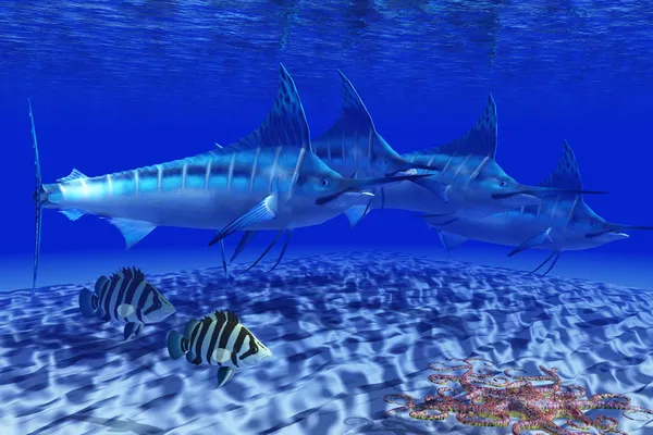 Pacchetto Marlin blu — Foto Stock