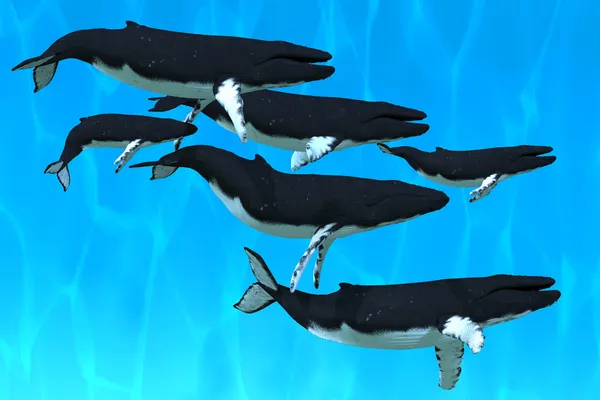 Humpback Whale Family — Stock Photo, Image