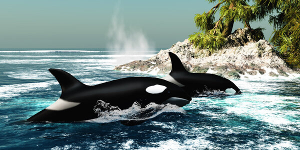 Orca asesino ballenas — Foto de Stock