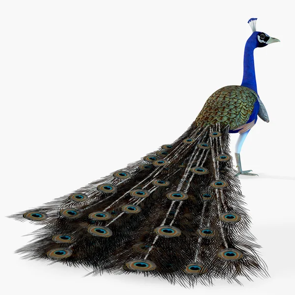 Peacock profil — Stockfoto