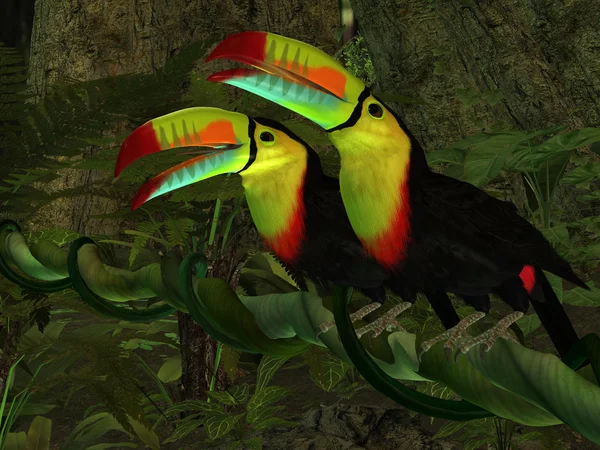 Toucan ζούγκλα — Φωτογραφία Αρχείου