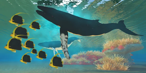Wieloryby i rafa koralowa — Zdjęcie stockowe