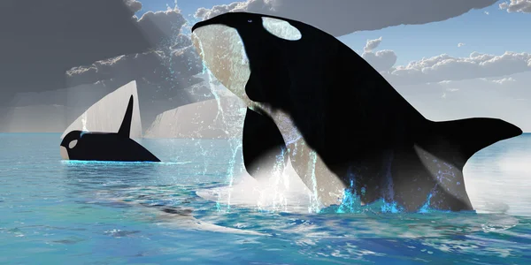 Orca Whales Royalty Free Stock Images