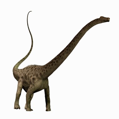 Diplodocus profili